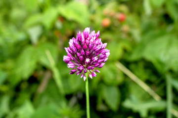 Lilac flower of garlic, close-up.  Grows in the garden.