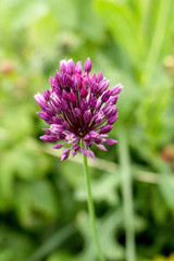 Lilac flower of garlic, close-up.  Grows in the garden.