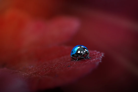 maggiolino coccinella blu