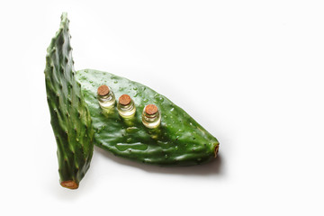 Prickly pear cactus oil. On a green leaf cactus large drops of water. 