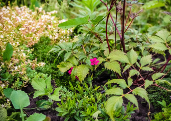 Large garden planted with different flowers