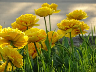 Spring Green Field with Plenty of Yellow Tulips