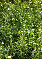 Fototapeta premium A lot of green, closed camomile flowers, grows in the garden
