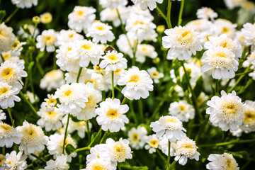 Obraz premium Small flowers, white tansy. Many grow in the garden.