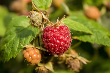 Red, juicy berry raspberries ripe among unripe berries