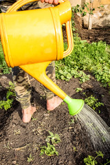 A man with bare feet watering a carrot from a watering can