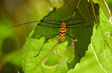 Yellow insect on green leaf