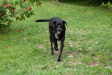 Portrait of a happy black mixed breed old dog with floppy ear on the farm