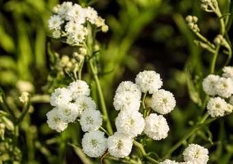 Small flowers, white tansy.  Many grow in the garden.