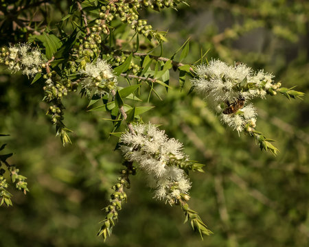 Close-up of Prickly-leaved Paperbark (Melaleuca styphelioides) -  small-medium tree native to eastern Australia - with European Honey Bee (Apis mellifera)