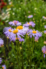 Decorative lilac flowers chamomile close-up, growing in the garden.