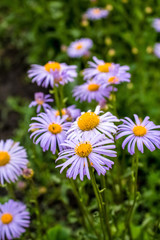 Decorative lilac flowers chamomile close-up, growing in the garden.