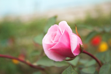 A delicate half-opened bud, a pink rose.  Grows in the garden.