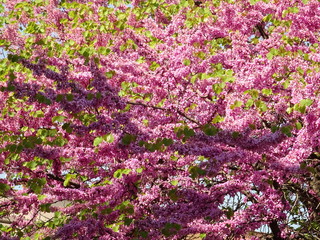 Obraz premium Small Pink Blossom on a Spring Tree
