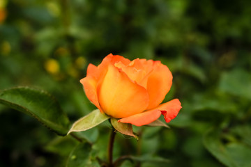 Bud, bright yellow rose.  The flower grows in the garden