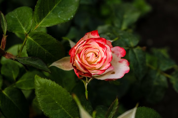 A bush red with white rose blooms in small flowers