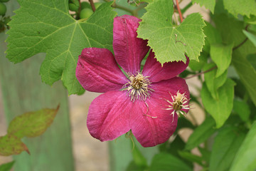 Red flower clematis closeup