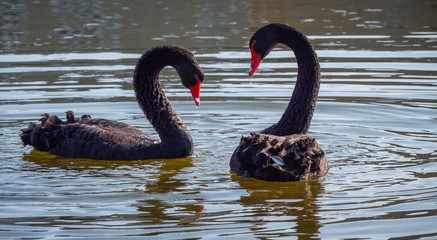 The famous Black Swans at Leeds Castle in England
