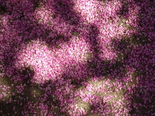 Top View of a Ground covered with Pink Tree Blossom Leaves