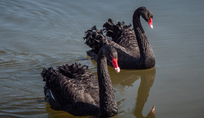 Beautiful Black swan is swimming on a pond