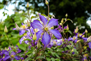 Blue Clematis flowers grow in the garden, close-up