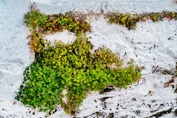 Small plants growing on a white concrete wall