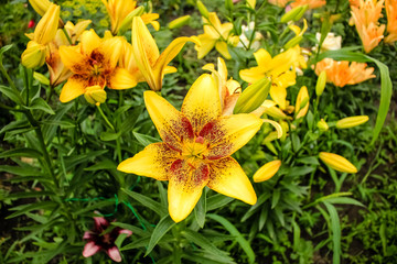 Fototapeta premium Yellow lilies growing in the garden