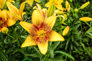 Obraz premium Yellow lilies growing in the garden