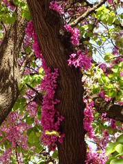 Small Pink Blossom on a Spring Tree
