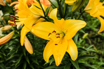 flower of a yellow lily, close-up