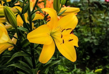 Fototapeta premium flower of a yellow lily, close-up
