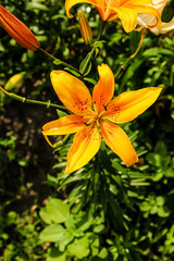 Obraz premium yellow lily flower in the shape of a bell