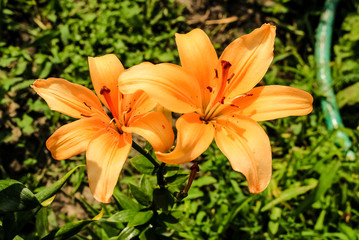 Orange Lily flowers grow in the garden