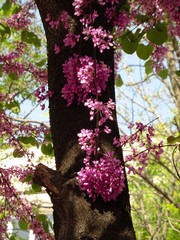 Small Pink Blossom on a Spring Tree
