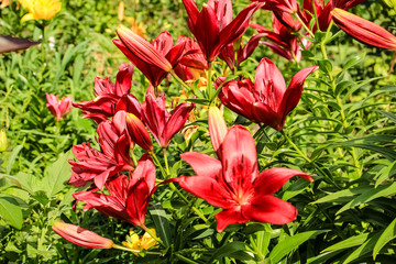 red lilies growing in the garden