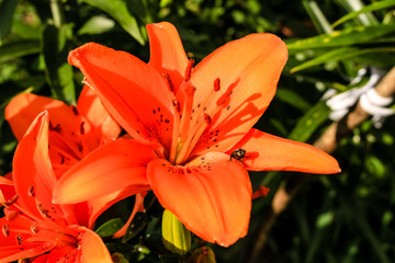 Orange Lily flowers grow in the garden