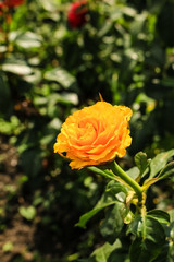 Bud, bright yellow rose.  The flower grows in the garden