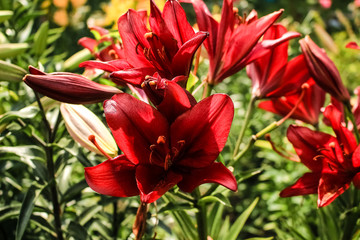 Fototapeta premium red lilies growing in the garden