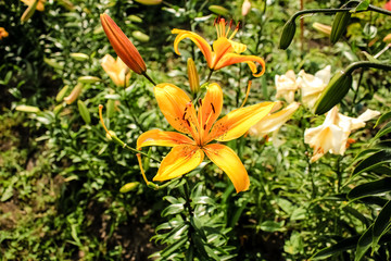 Fototapeta premium Lilies of different colors, growing in the garden