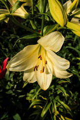 flower of a yellow lily, close-up