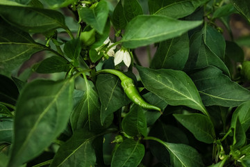 Green, hot peppers growing on a bush