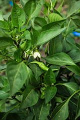 Green, hot peppers growing on a bush