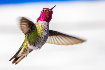 Iridescent Male Anna's Hummingbird Hovering 