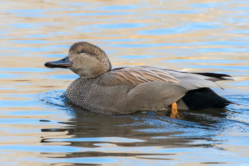 Gadwall Drake Swimming and Contemplating the Sky