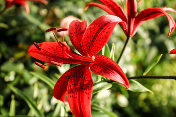 red lilies growing in the garden