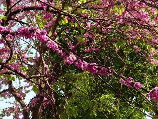 Small Pink Blossom on a Spring Tree