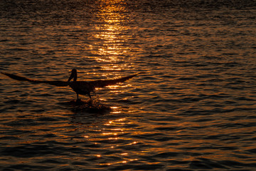 Sunset New Smyrna Beach, Florida