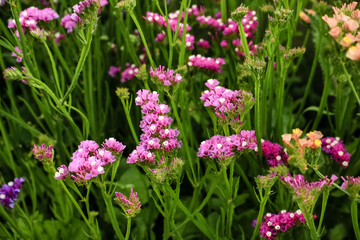 Flowers Statica different flowers growing in the garden