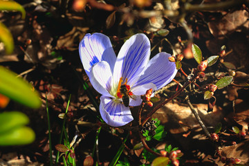 Bee collecting pollen from flower Closeup of bee sitting on orange stamen of beautiful flower...