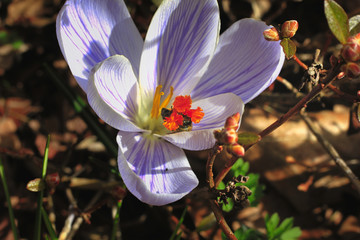 Bee collecting pollen from flower Closeup of bee sitting on orange stamen of beautiful flower...